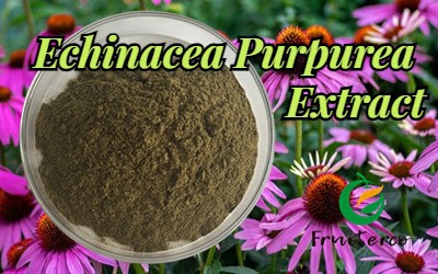 Echinacea Purpurea Extract (2).jpg